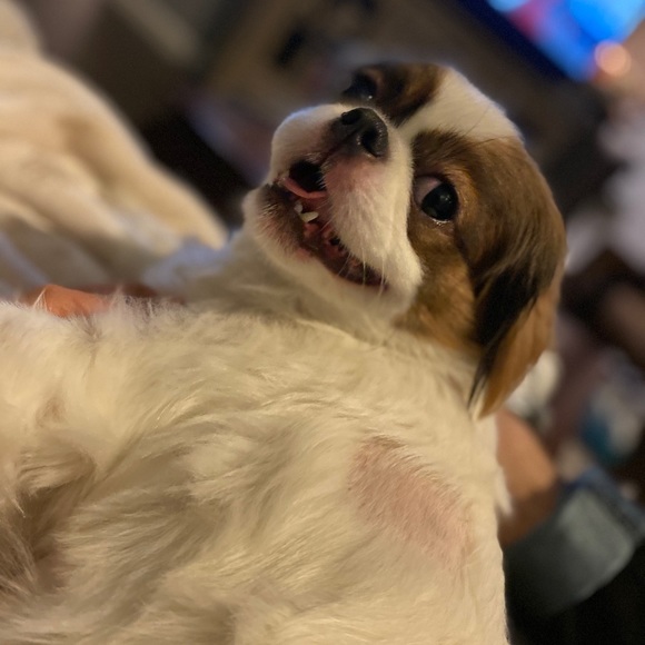 Welcome to my Closet Joey - Picture 2 of 3